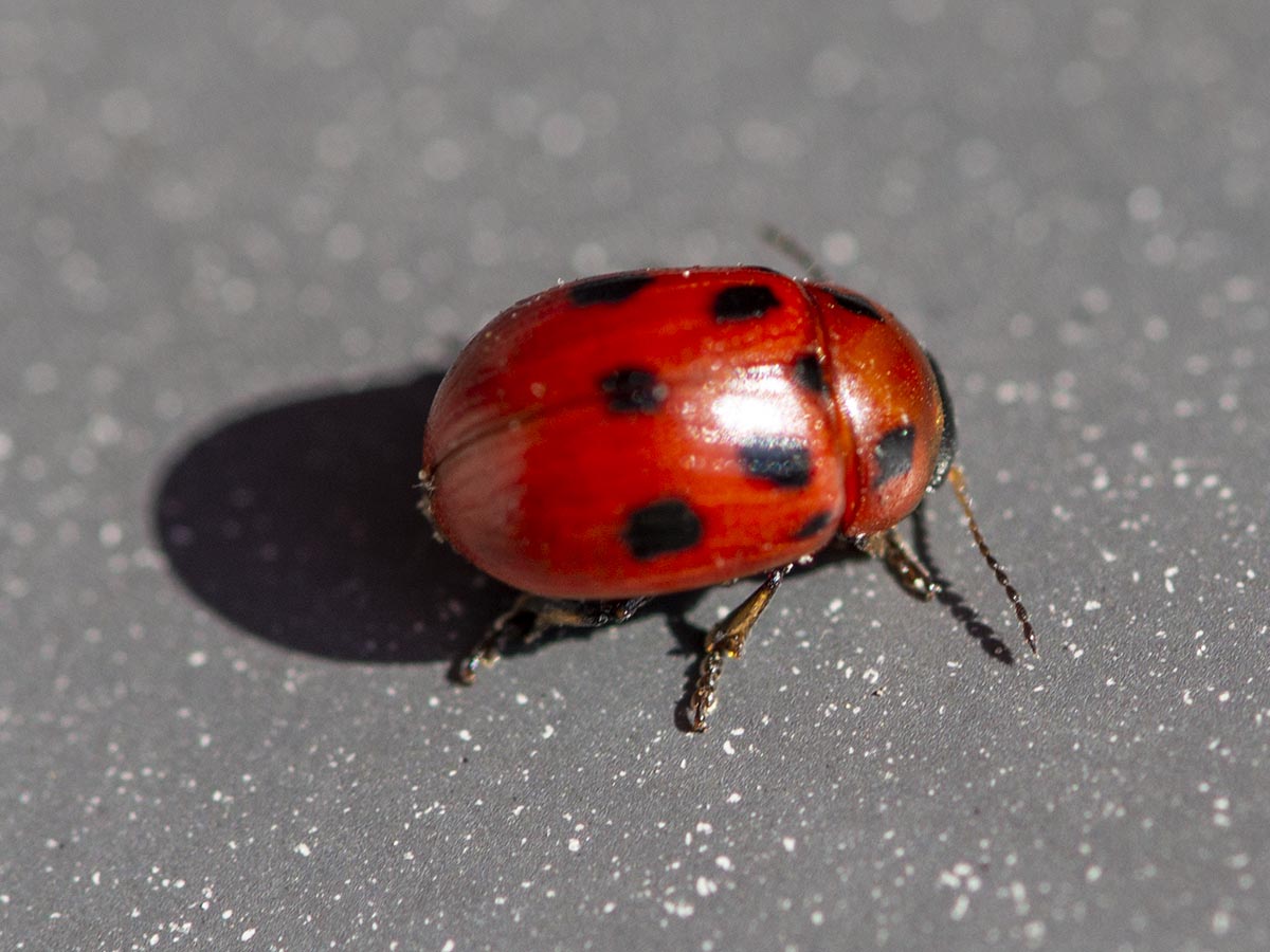 Gonioctena
